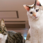 鳴き声】猫が「クルル」と鳴くのはなぜ？  ねこロビ