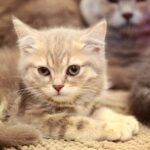 鳴き声】猫が「クルル」と鳴くのはなぜ？  ねこロビ