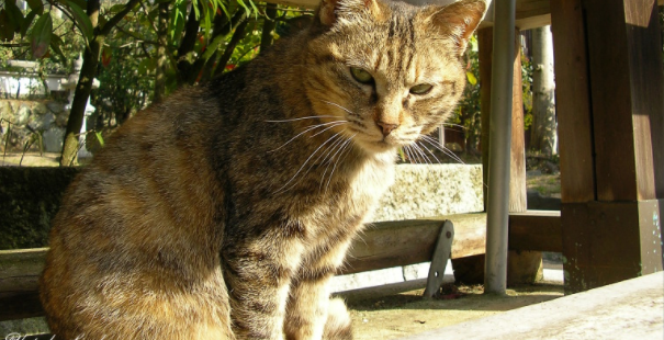 猫の鳴き声記事まとめ ねこロビ